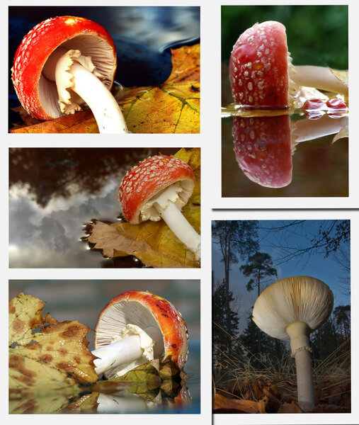 mushroom,fly agaric at the water