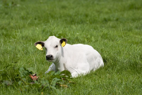 Cow in a meadow — Stock Photo, Image