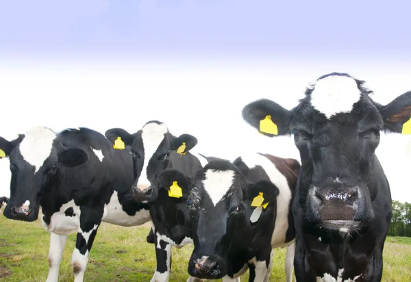 Vache dans une prairie — Photo