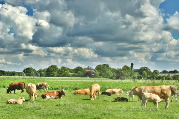 Vacas — Foto de Stock