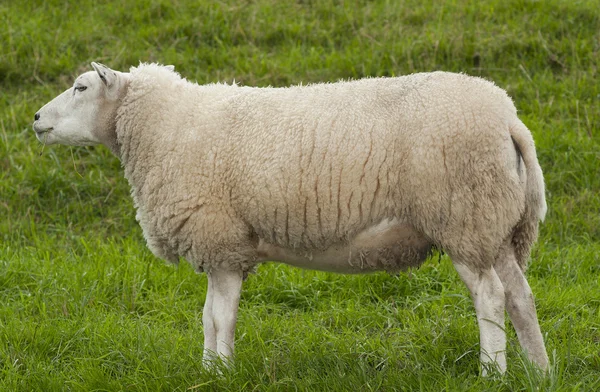 Sheep — Stock Photo, Image