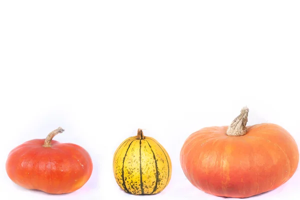 Variedad de calabazas y calabazas — Foto de Stock