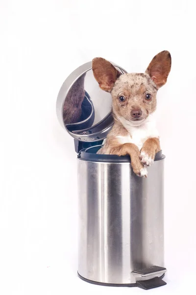 Recycle bin chihuahua — Stockfoto