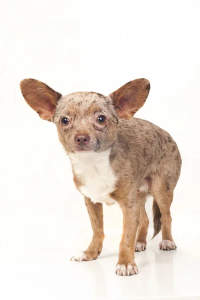 Chihuahua — Stockfoto