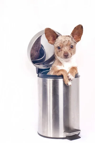 Papierkorb-Chihuahua Stockbild