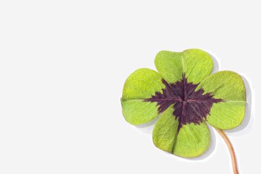 dört yapraklı yonca