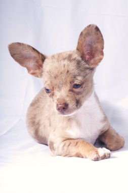 Yavru Köpek.