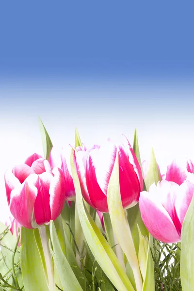 Tulips — Stock Photo, Image