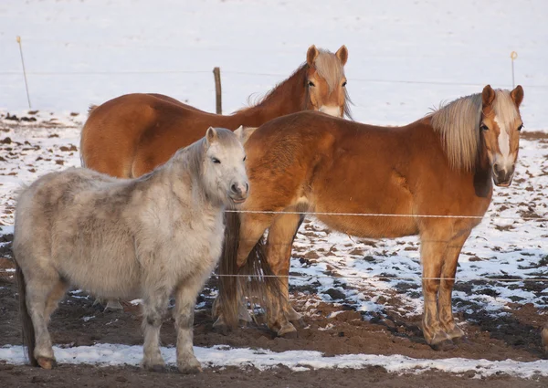 Paarden in de sneeuw — Stockfoto