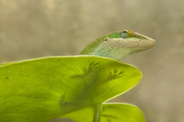 Lagarto réptil — Fotografia de Stock