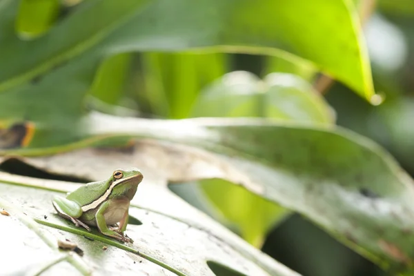 American treefrog — Stock Photo, Image