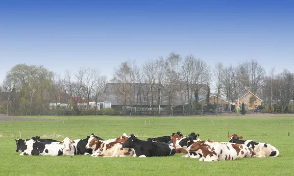 草地に牛がいる — ストック写真