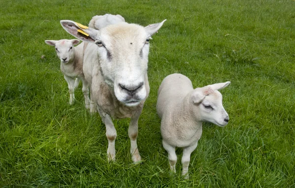 Sheep — Stock Photo, Image