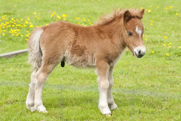 Horses — Stock Photo, Image