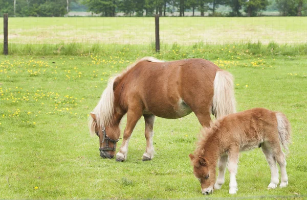 Horses — Stock Photo, Image