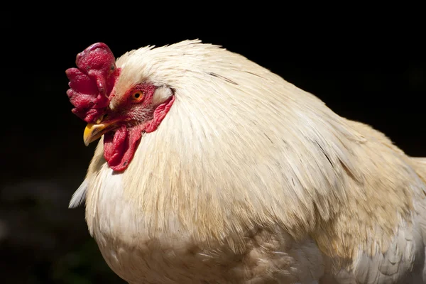 Chicken — Stock Photo, Image