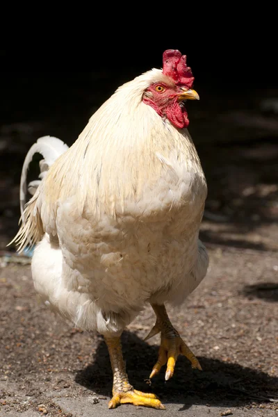 Chicken — Stock Photo, Image