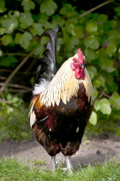 Chicken — Stock Photo, Image