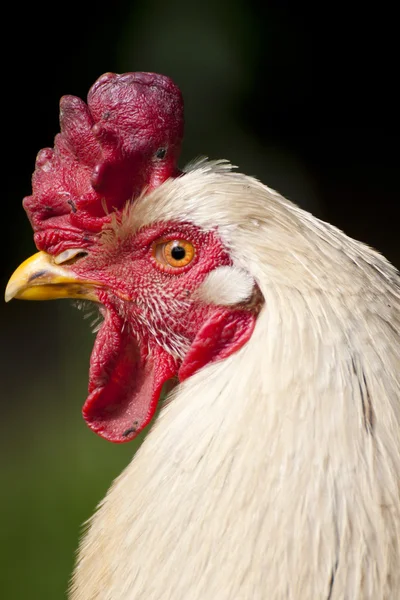 Chicken — Stock Photo, Image