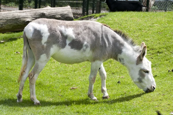 Donkey grazing — Stock Photo, Image