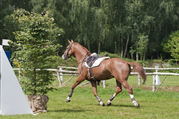 Equestrian horse sports — Stock Photo, Image