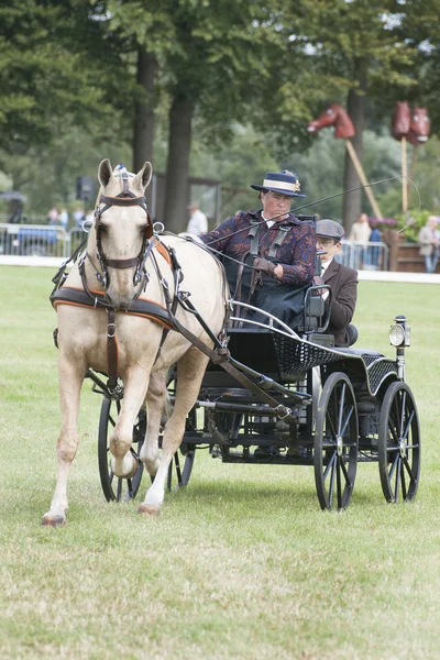 Binicilik at sporları