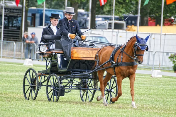 Horse driving — Stock Photo, Image