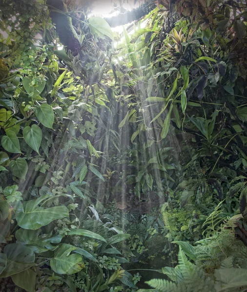 热带雨林 — 图库照片