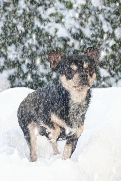 Chihuahua i snön — Stockfoto