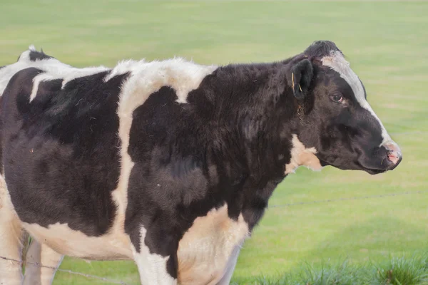 Cow — Stock Photo, Image