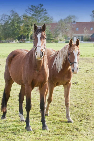 Pferde — Stockfoto