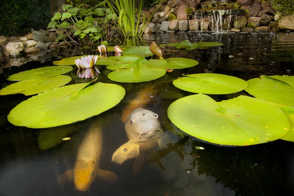 Peixe em uma lagoa — Fotografia de Stock