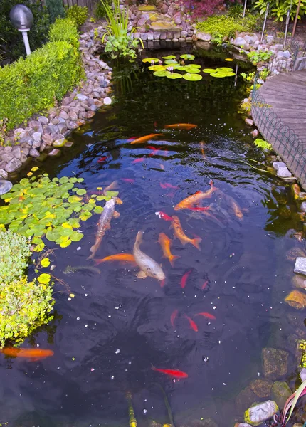 Fish in a pond — Stock Photo, Image