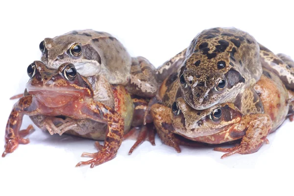 Żaby kopulacji — Zdjęcie stockowe