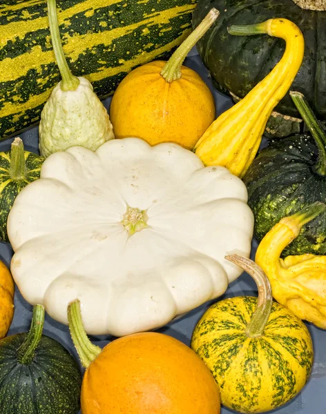 Citrouilles variété — Photo