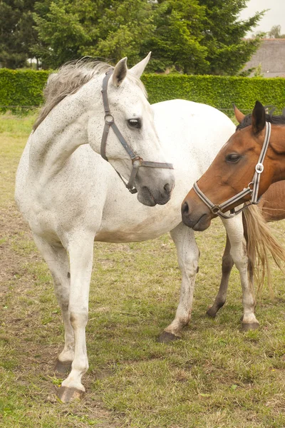 Pferd — Stockfoto