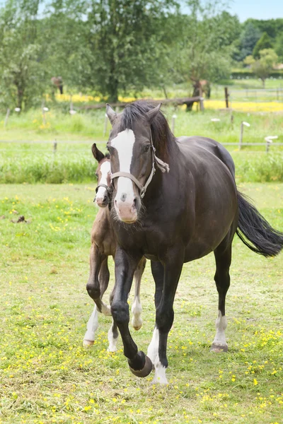 Pferd — Stockfoto