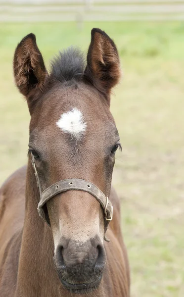 Horse — Stock Photo, Image