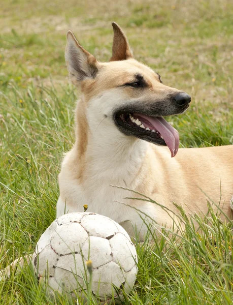 Dog outside — Stock Photo, Image