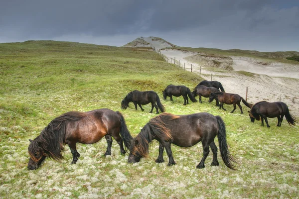 Horse — Stock Photo, Image