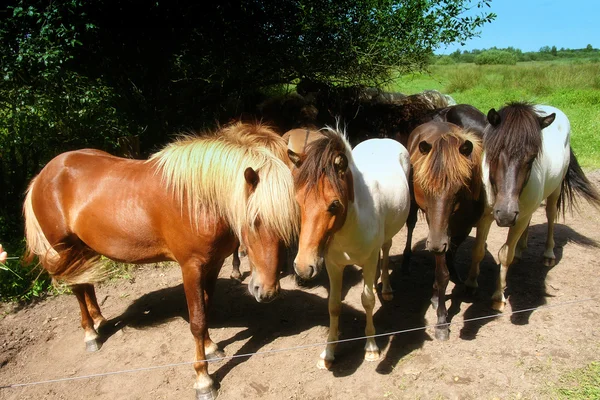 Horse — Stock Photo, Image