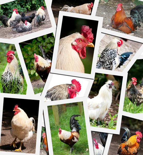 雄鶏と雌鶏のコラージュ — ストック写真