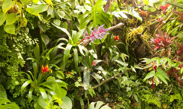 热带雨林 — 图库照片