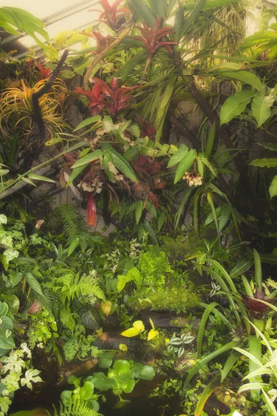 Tropical rainforest — Stock Photo, Image