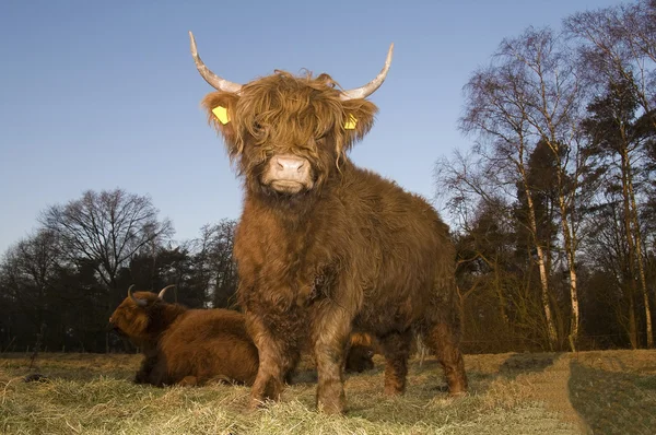 Escocês Highlander — Fotografia de Stock