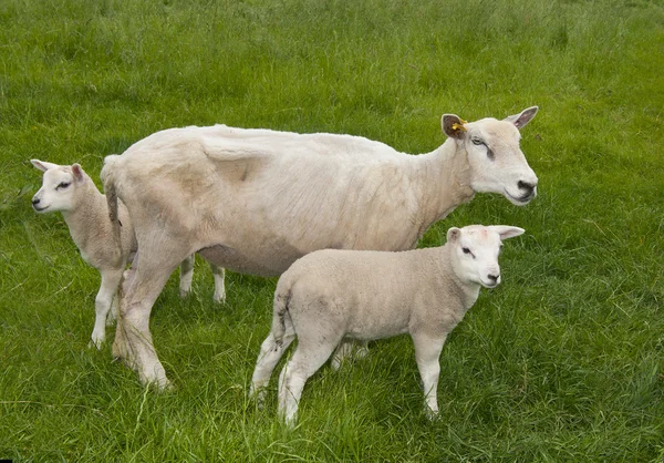 Sheep on a farm — Stock Photo, Image