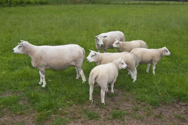 Pecore in una fattoria — Foto Stock