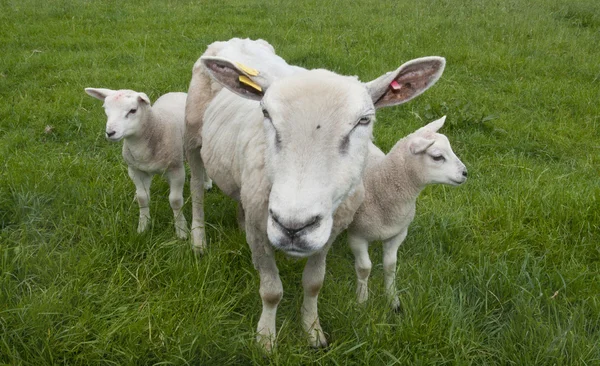 Sheep on a farm — Stock Photo, Image