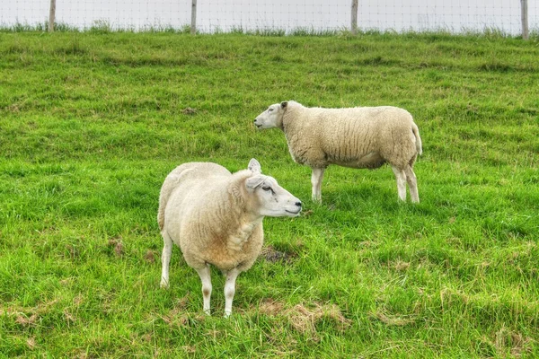 Ovelhas em uma fazenda — Fotografia de Stock