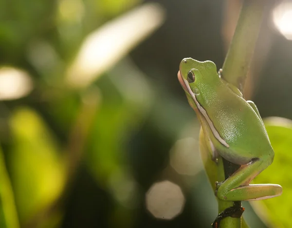 Frosch — Stockfoto